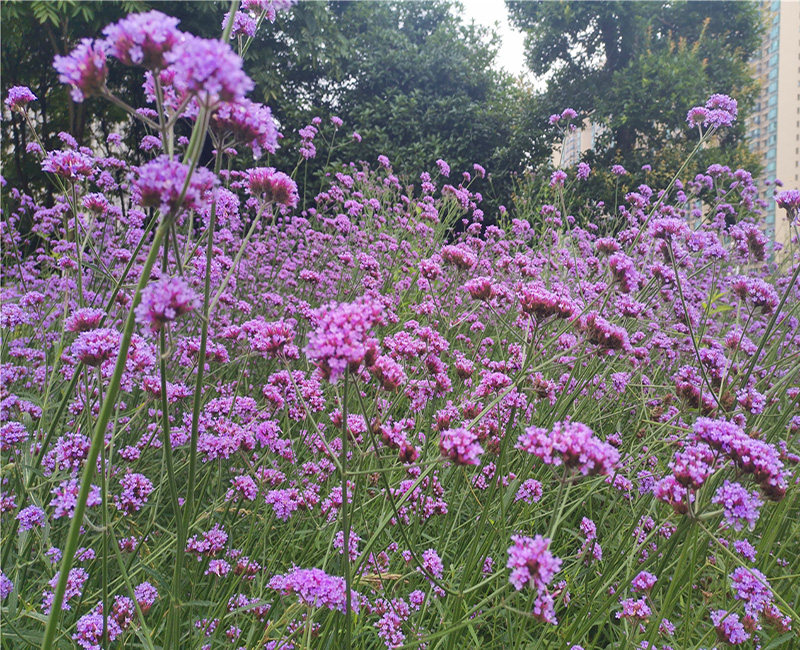 马鞭草提取物，消炎止痛，抗早孕