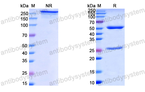 Anti-HPV18 L1/Major capsid protein L1 Antibody (H18L1-A) (DVV11801)