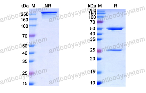 中和抗体-HPV B19/B19V NS1/Non-structural protein 1 (Iv0007) VVV19701
