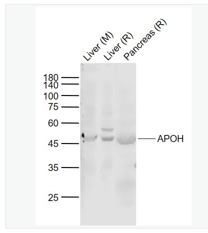 Anti-APOH  antibody-载脂蛋白H抗体