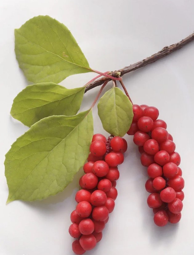 五味子提取物，五味子多糖，五味子总素