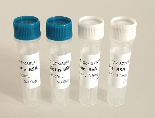 玉米赤霉烯酮单克隆抗体