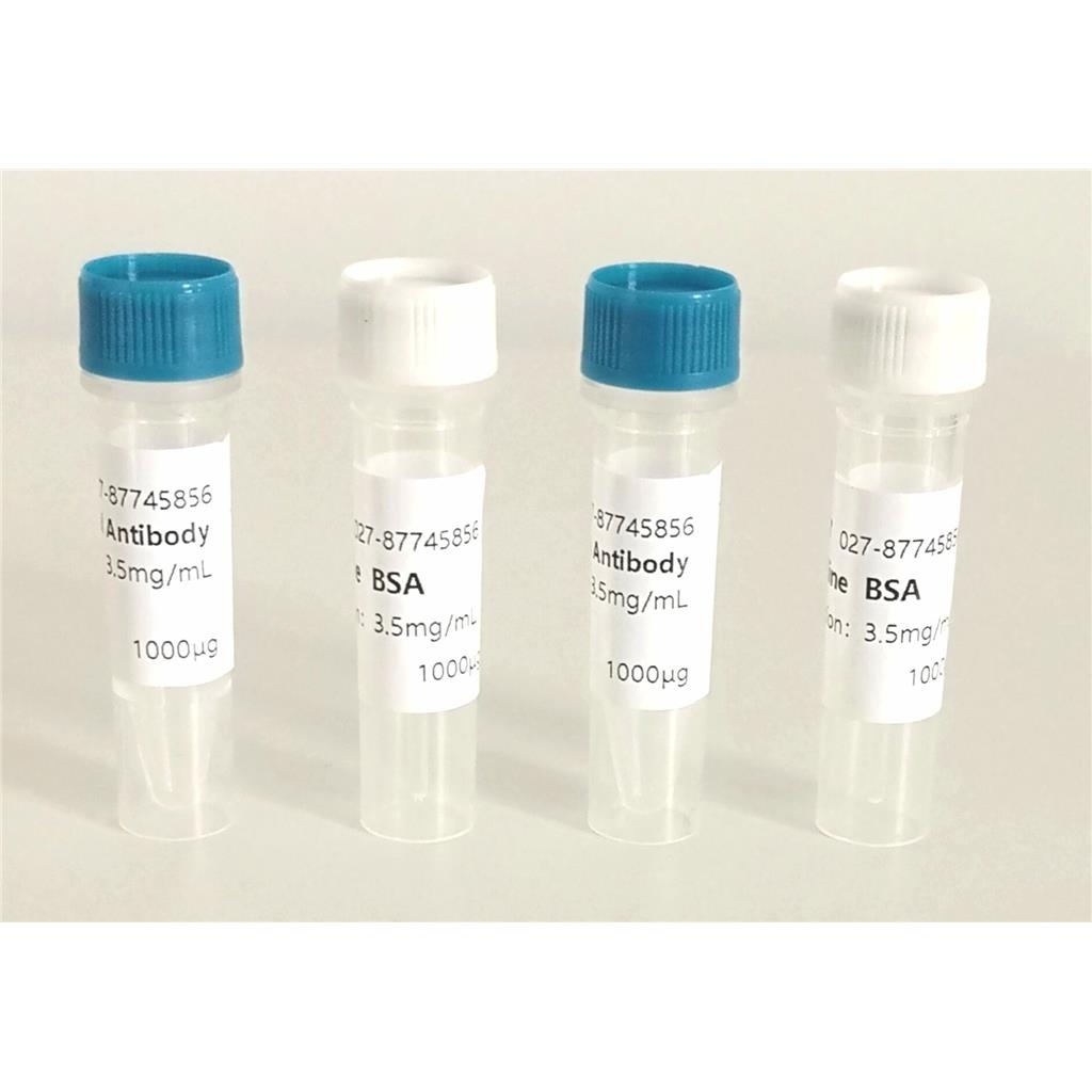 赭曲霉素单克隆抗体