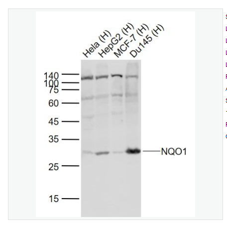 Anti-NQO1  antibody-醌氧化还原酶抗体