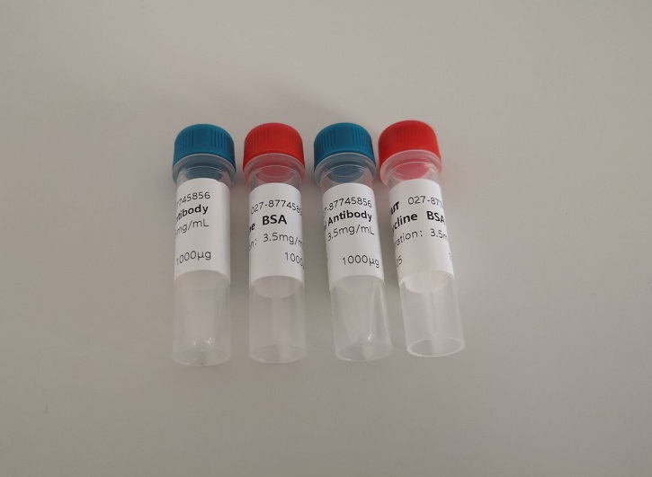 Beta内酰胺类单克隆抗体