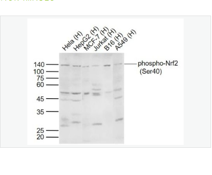 Anti-phospho-Nrf2  antibody-磷酸化核因子2相关因子2(Ser40)抗体
