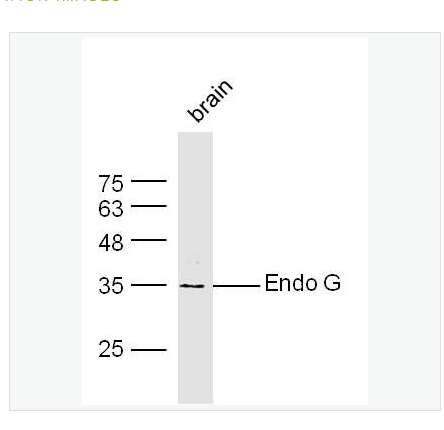 Anti-Endo G antibody-核酸内切酶G抗体
