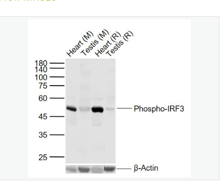 Anti-Phospho-IRF3 antibody-磷酸化干扰素调节因子3