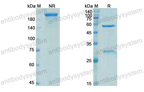 Research Grade Elipovimab  (DVV03102)