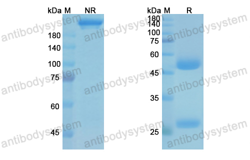 Research Grade Suvizumab  (DVV03101)