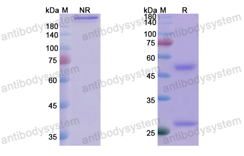 Research Grade Tuvirumab  (DVV03001)