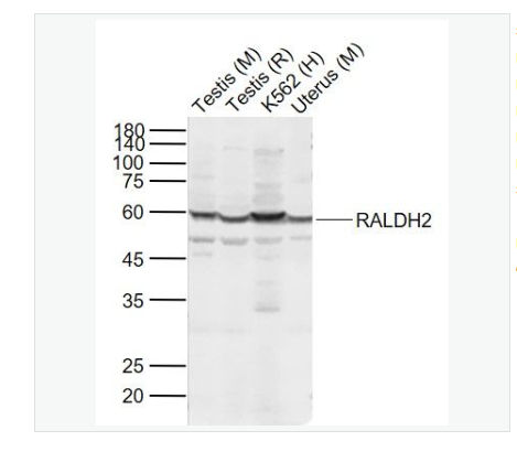 Anti-Piwil2 antibody-piwi样2蛋白抗体