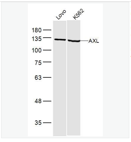 Anti-AXL antibody-粘附相关激酶抗体