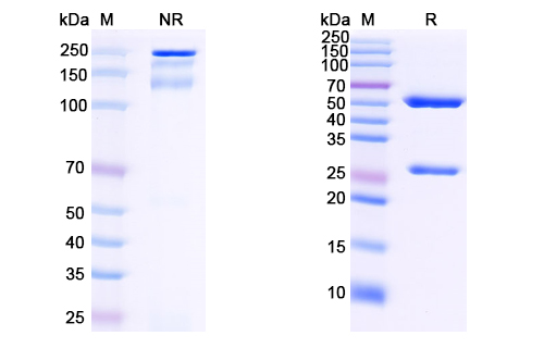 Research Grade Anti-HIV1 gp120/Glycoprotein 120 (VRC01LS) (DVV03106)