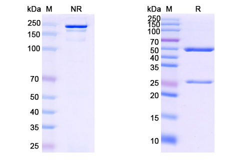 Research Grade Anti-HCV NS1/Envelope glycoprotein E2 (MBL-HCV1) (DVV08601)