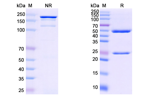Research Grade Anti-HCV NS1/Envelope glycoprotein E2 (HuMax-HepC) (DVV08602)