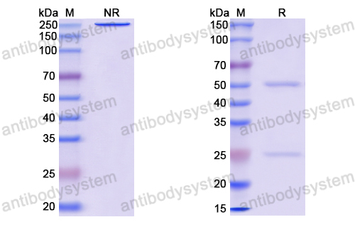 Anti-EBV/HHV-4 gH/gL Complexes Antibody (AMMO1)