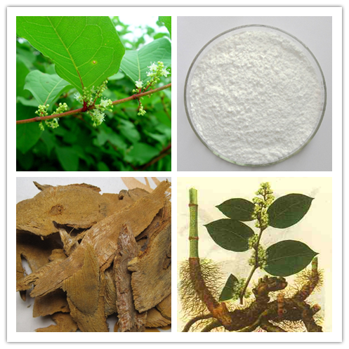 虎杖甙 27208-80-6