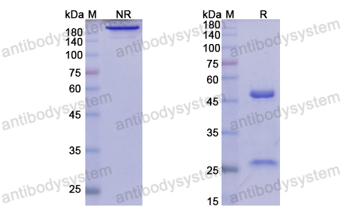 Research Grade Elsilimomab