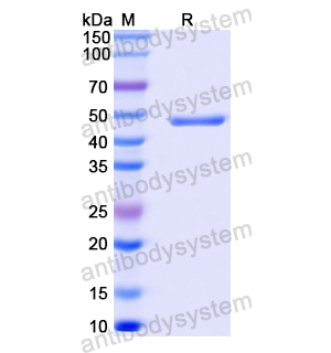 Anti-MPXV A29L Antibody (P2E12)