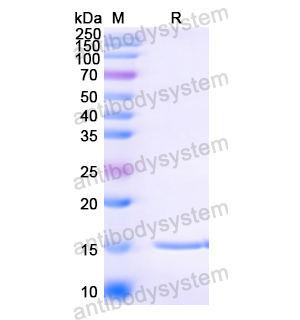 Anti-Human papillomavirus type 16 E7/Protein E7 Nanobody (SAA1326)