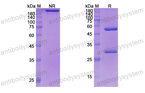 Research Grade Coltuximab