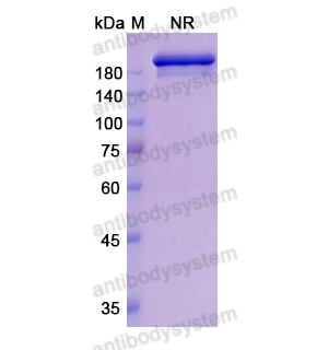 Research Grade Romilkimab