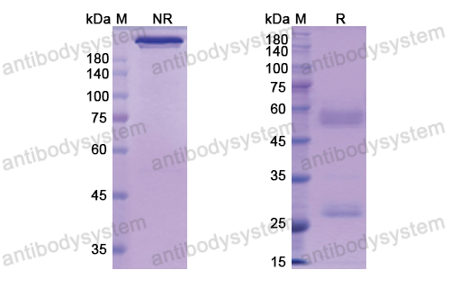 Research Grade Perakizumab