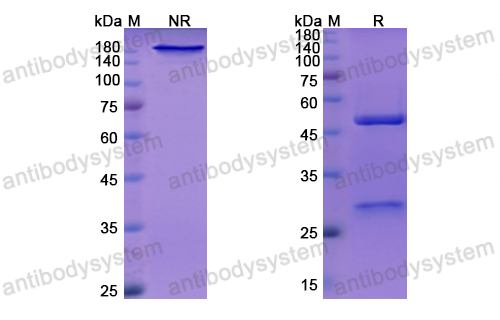 Research Grade Nerelimomab