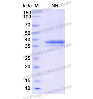 Anti-DNA G-quadruplex Structures Antibody