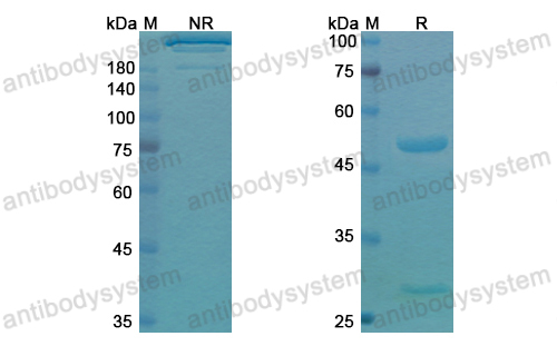 Research Grade Pidilizumab  (DHH02216)