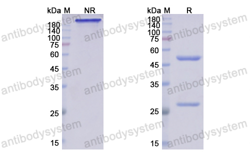 Research Grade Crenezumab  (DHC12501)