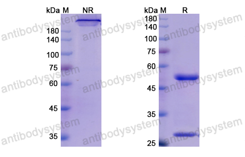 Research Grade Mogamulizumab  (DHE85301)