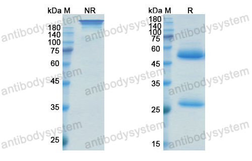 Research Grade Oxelumab  (DHD58801)