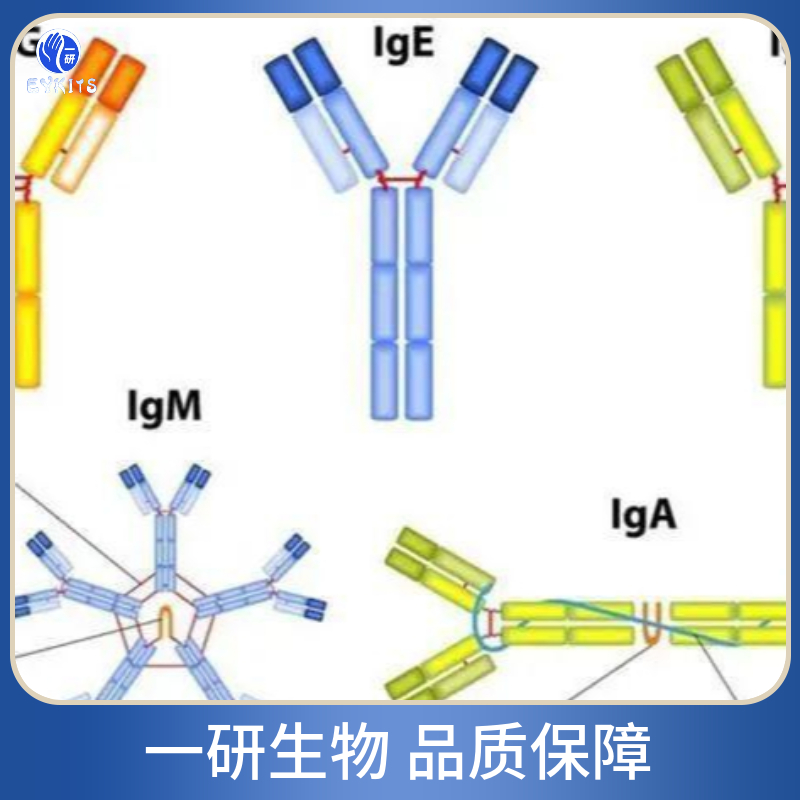 通用转录因子IIA样因子抗体