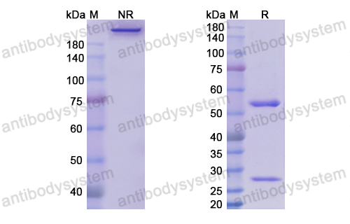 Research Grade Enoticumab  (DHJ65302)