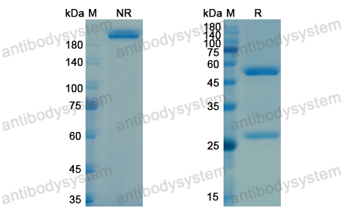 Research Grade Vesencumab  (DHA30101)