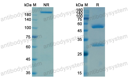 Research Grade Ifabotuzumab  (DHD82501)