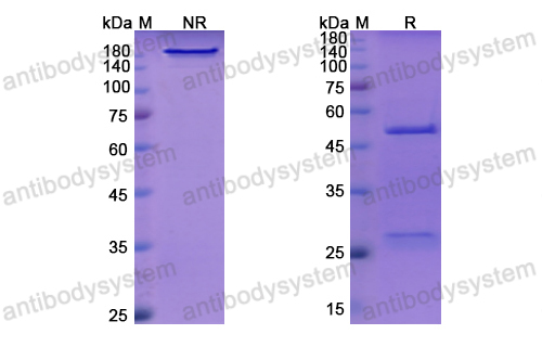 Research Grade Indatuximab  (DHD30801)