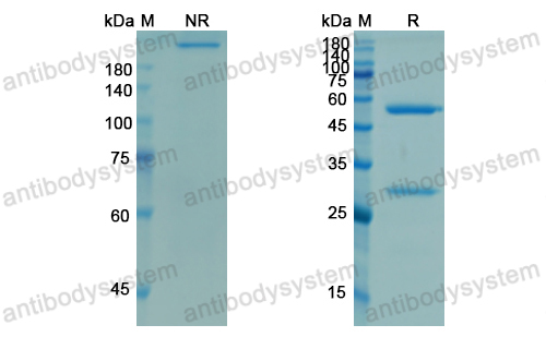 Research Grade Demcizumab  (DHJ65301)