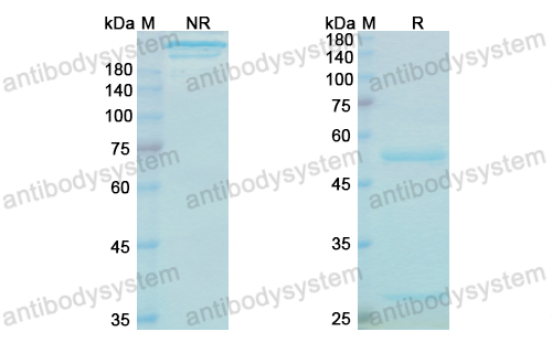 Research Grade Bezlotoxumab  (DXX00301)