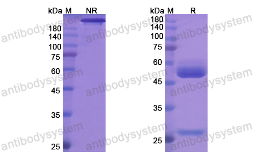 Research Grade Maslimomab  (DHB96201)