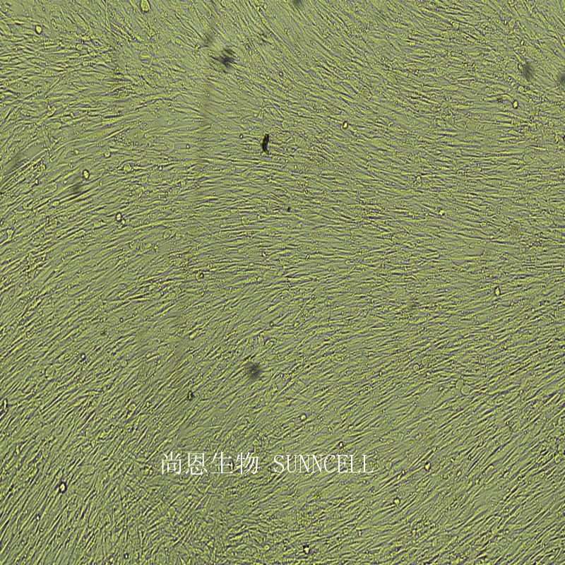HFF人包皮成纤维细胞