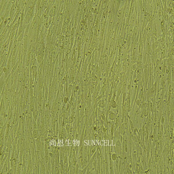 HFF人包皮成纤维细胞