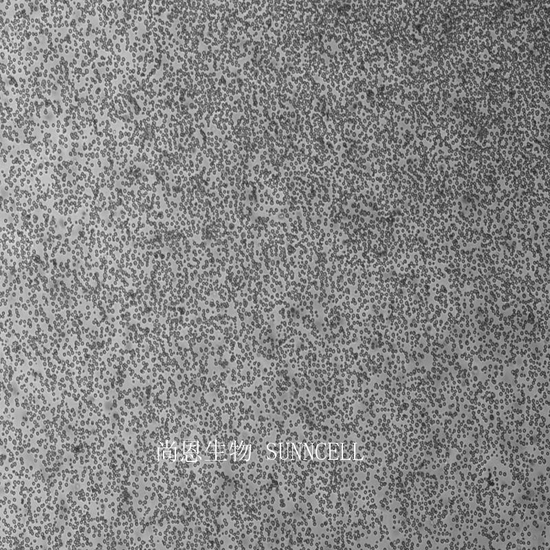 小鼠淋巴样瘤细胞