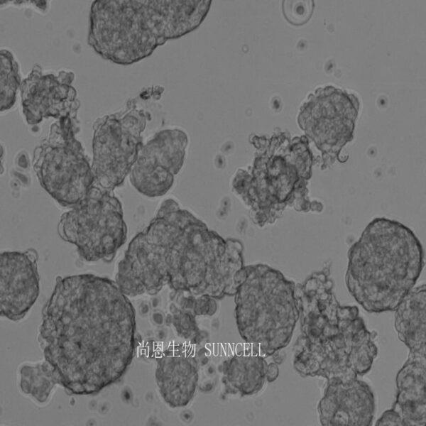 AtT-20小鼠垂体瘤细胞