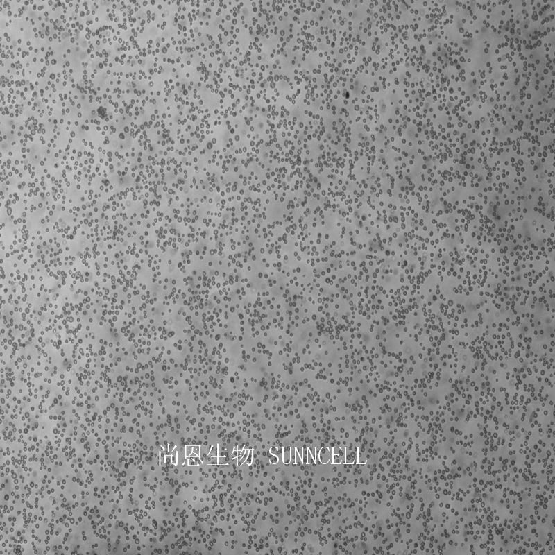 小鼠腹水瘤细胞