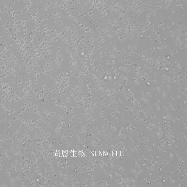 小鼠腹水瘤细胞