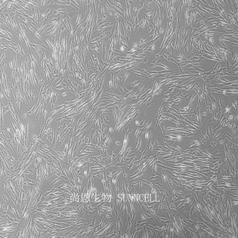 人皮肤成纤维细胞