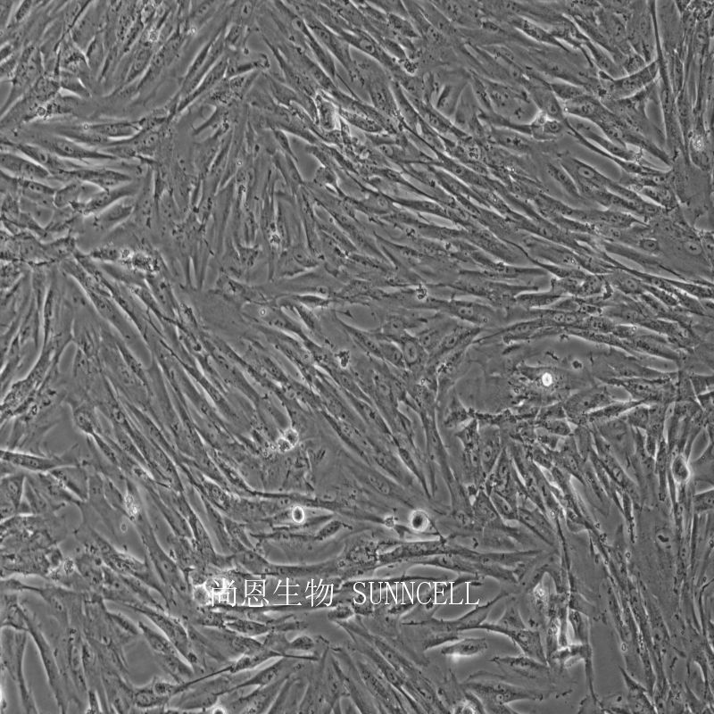 人皮肤成纤维细胞